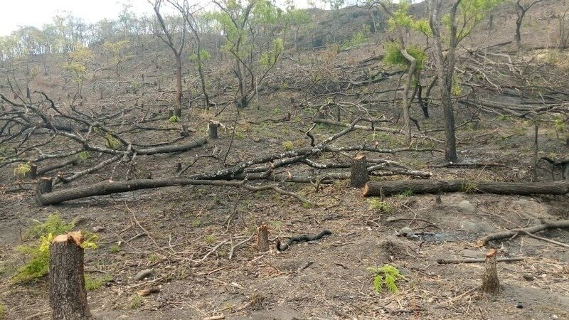 save michiru forest